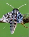 ? Wie heisst dieser Falter? Noch nie gesehene Tiere auf dem Graupner Heli-Cup 16.10.2005 in Marbach (Windenschw�rmer)