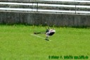 Munic Heli Masters 2006