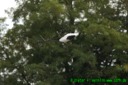 Munic Heli Masters 2006