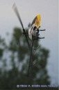 rc-heli Sommertreff in Dietzenbach05.08.2006